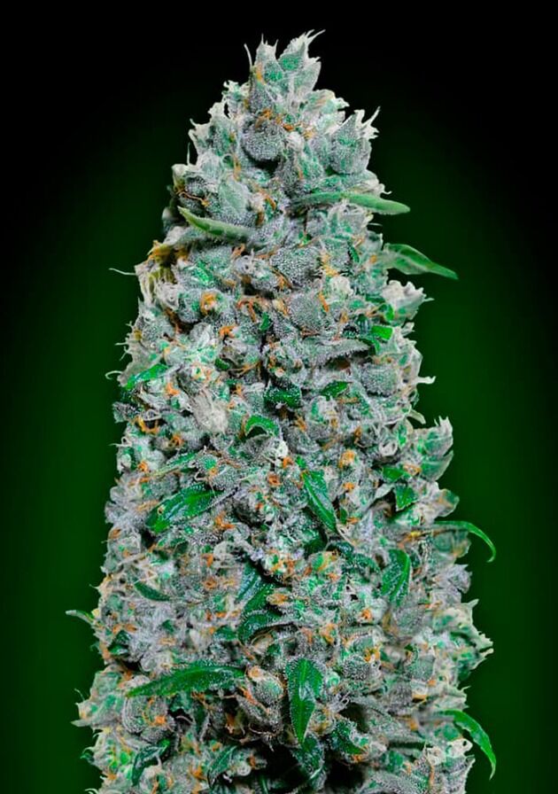 Auto Afghan Mass XXL feminised cannabis seeds by 00 Seeds for indoor and outdoor